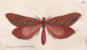 Venus moth